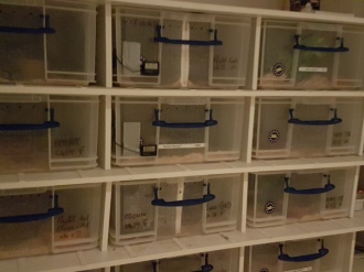 Plastic drawers containing snakes